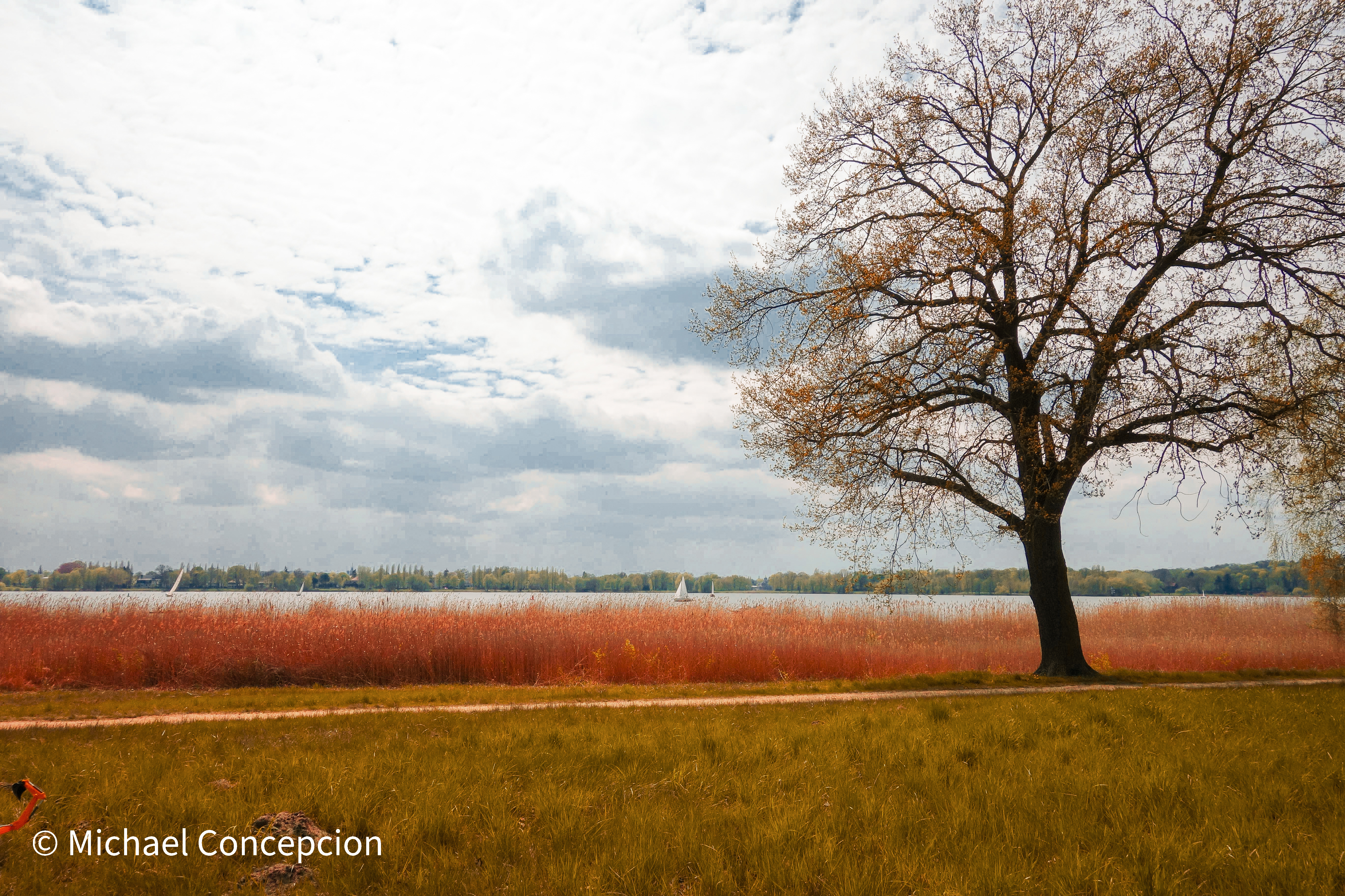 Autumn tree by a lake with sailing boats